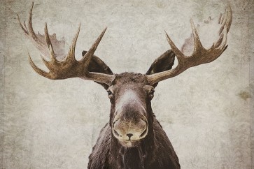 Natasia Cook - Moose