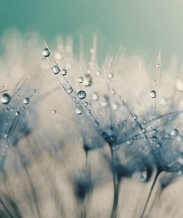 Ingrid Beddoes - Bashful Blue