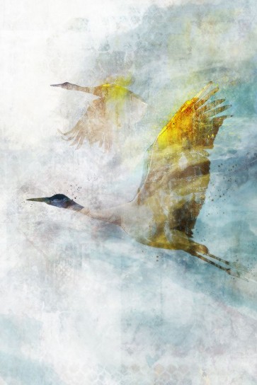 Ken Roko - Crane Flight I