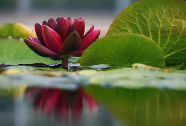 Leda Robertson - Lily Reflections II