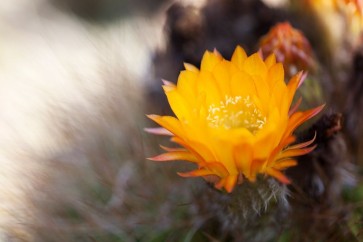 Lily Mourier - Wild Flowers I