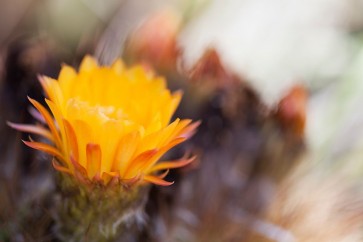 Lily Mourier - Wild Flowers II