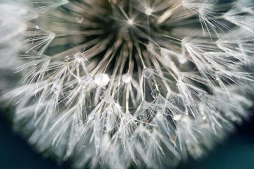 Irene Miller - Dandelion Wishes