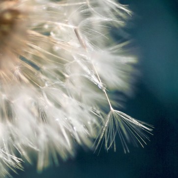 Irene Miller - Dandelion Dreams III