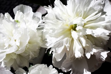 Irena Orlov - White Peony II 