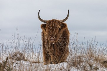Van Den - Highlander in Snow
