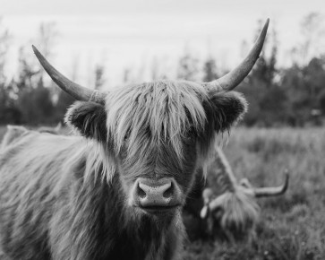 Chelsea Kedron - Cattle Smile 