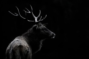 1x - Mei - The Deer Soul