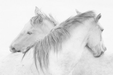1x - Stas - Horses