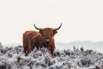 Van Den - Highlander