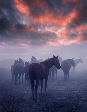 1x - Wild Horses