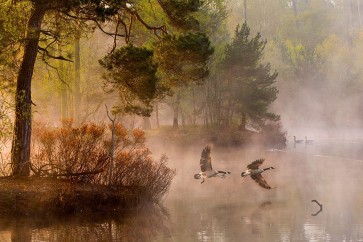 1x - Van Dongen - Goose Fight