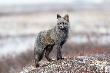 Catta - Cross Fox