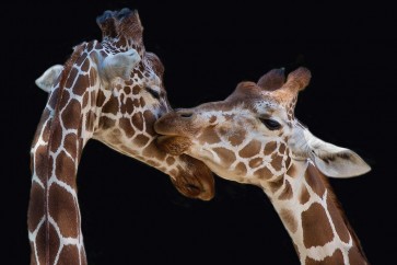 1x - Foeger-The Kiss