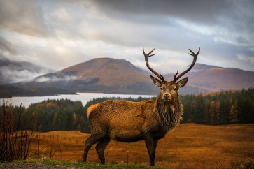 Popan - Scottish Stag 