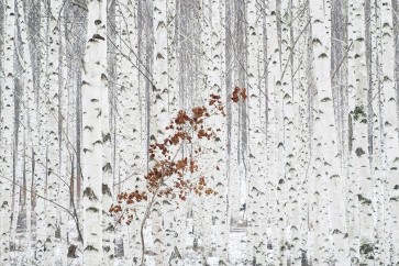 1x - Hee Han - From White