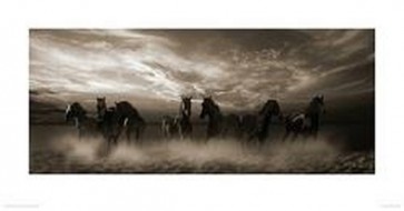 Malcolm Sanders - Wild Stampede 