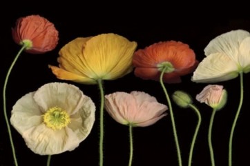 Pip Bloomfield - Poppy Garden I  