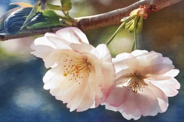 Leda Robertson - Cherry Blossom II  