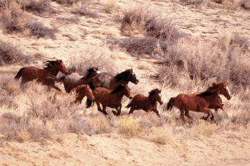 Horses  