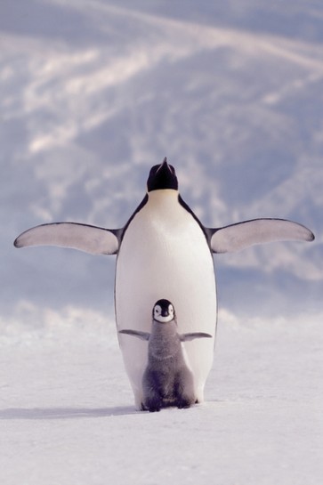 Pengouins  