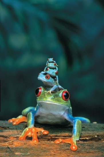 Frogs  