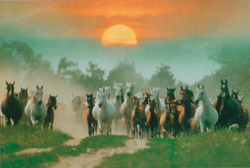 Horses  