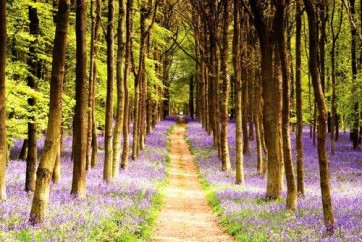 Forest Path  