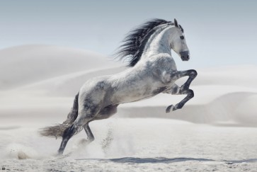 Jumping Horse on the beach 