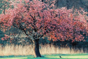 Lars Van De Goor - Me And My Tree  