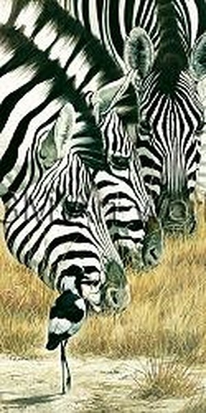 Black and White-Renato Casaro  