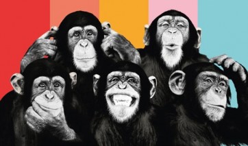 The Chimp Compliation  