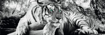 Tiger is watching you  