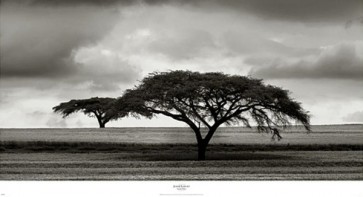Acacia Trees  