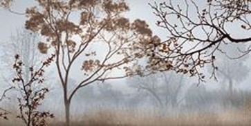 John Seba - Early Morning Mist I 