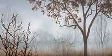 John Seba - Early Morning Mist II 