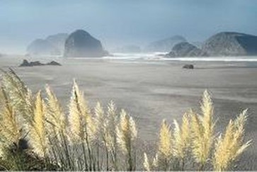 Pampas Beach  