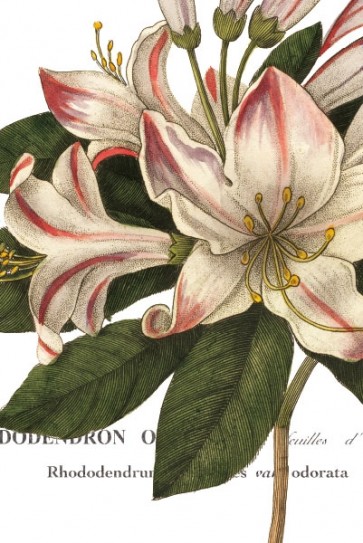 Hugo Wild - Botanique III  