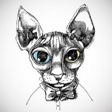 The Cat With Blue and Yellow eyes 