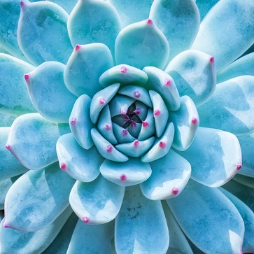 Plante Succulente I  