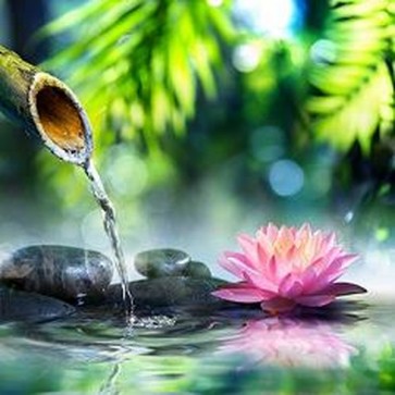 Zen Garden With Pink Lotus 