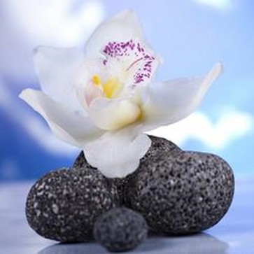 Orchid Flower 