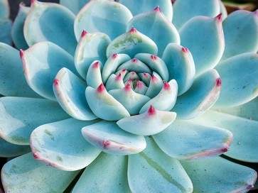 Plante Succulente II  