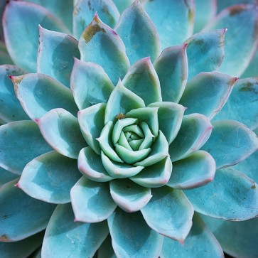 Plante Succulente III  