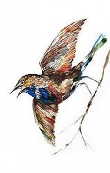 Bird 