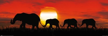 Elephants - Sunset