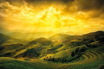 Vietnam - Terraced Rice Fields