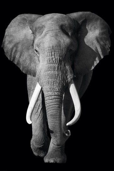 Elephant - Out of the Dark