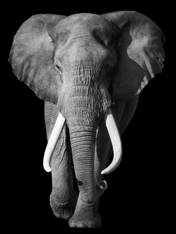 Elephant - Out of the Dark