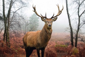 Deer - Ready